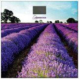 Напольные весы HOMESTAR HS-6001G (004545)