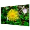 ЖК панель Hikvision 55" DS-D2055LE-G