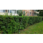 Кусторез Greenworks G40PHA - 2300407 - фото 4