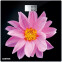 Напольные весы CENTEK CT-2416 Pink Flower