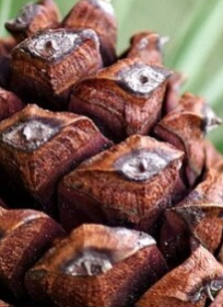 Fractal Torrent Nano Fractal Torrent Nano